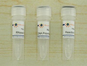 cDNA第二链合成试剂盒